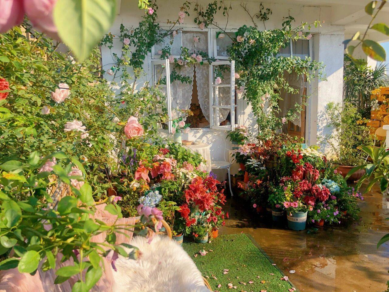 Đam mê với việc trồng hoa, cô gái 27 tuổi thuê nhà trên sân thượng để tạo ra khu vườn đẹp như tranh vẽ- Ảnh 1.