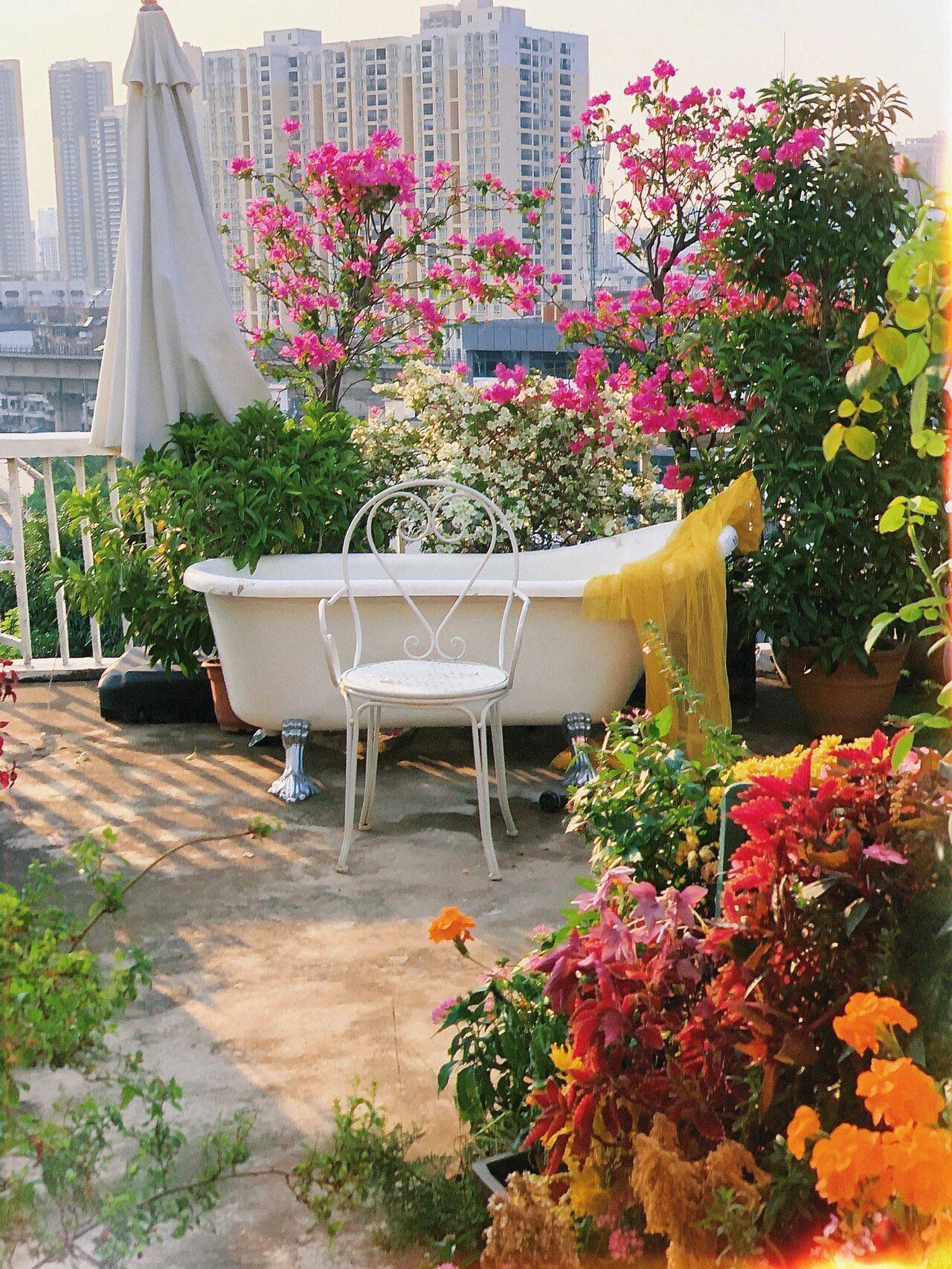 Đam mê với việc trồng hoa, cô gái 27 tuổi thuê nhà trên sân thượng để tạo ra khu vườn đẹp như tranh vẽ