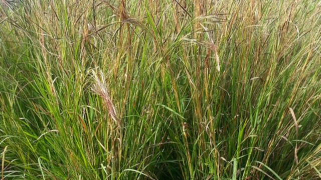 Xôn xao loại cỏ giống sợi tóc, có thể chuyển động như vật thể sống: Hóa ra ở Việt Nam cũng có! - Ảnh 1.