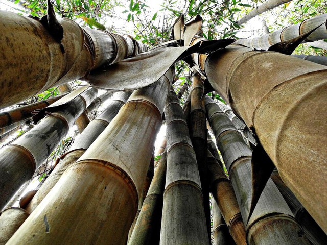 Độc lạ loài tre cao nhất thế giới, mệnh danh Tre Rồng: Chỉ vài nước trồng được, trong đó có Việt Nam? - Ảnh 2.