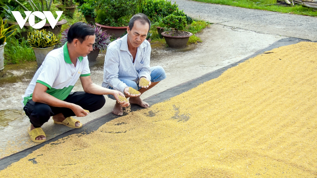 Người dân dân Cà Mau trúng mùa được giá lúa trên đất nuôi tôm - Ảnh 2.