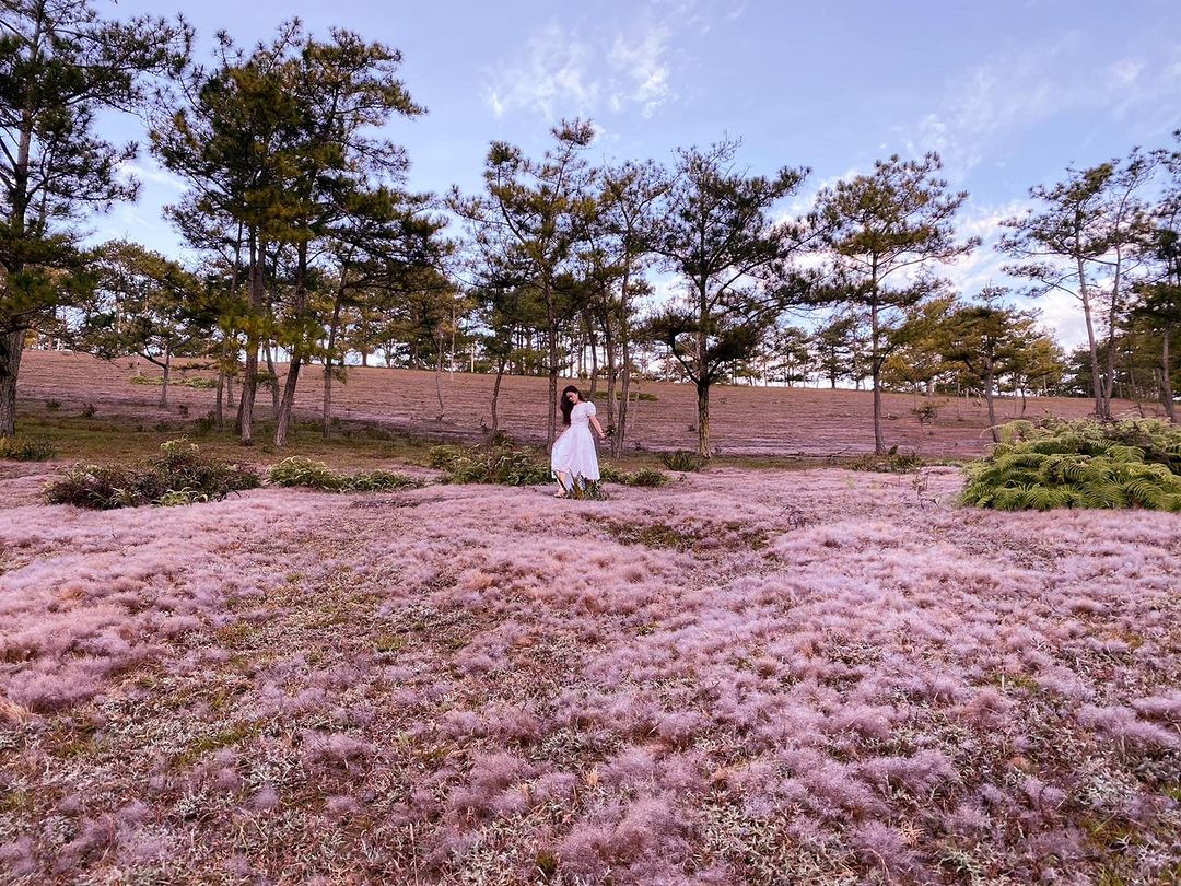 Danh sách các đồi cỏ hồng rực rỡ tại Đà Lạt dịp cuối năm và các lưu ý trước khi bắt đầu chuyến đi- Ảnh 5.