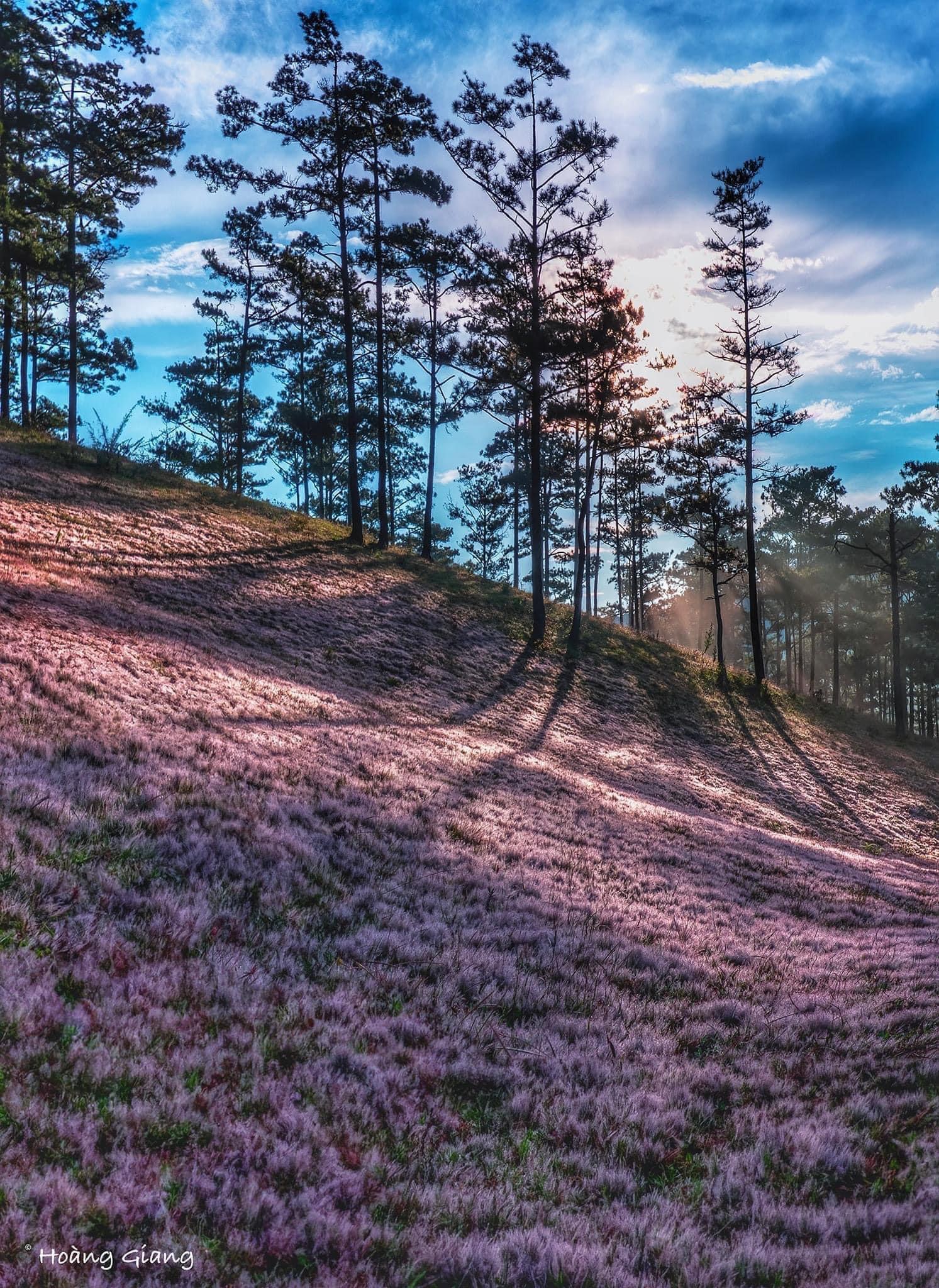 Danh sách các đồi cỏ hồng rực rỡ tại Đà Lạt dịp cuối năm và các lưu ý trước khi bắt đầu chuyến đi- Ảnh 7.