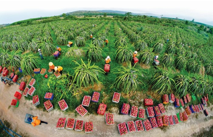 Ngoài Phan Thiết, Mũi Né, tỉnh Bình Thuận còn có điểm du lịch Kê Gà cực nổi tiếng, cách TP.HCM chỉ hơn 2 giờ lái xe - Ảnh 8.