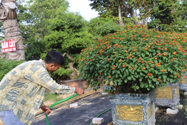 Loài hoa dại lên đời thành bonsai ngũ sắc tiền triệu hút khách dịp Tết - Ảnh 9.