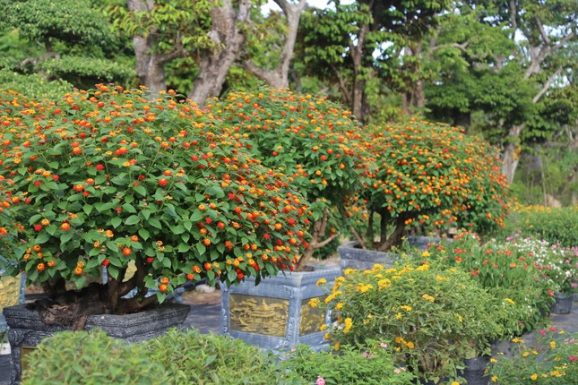 Loài hoa dại lên đời thành bonsai ngũ sắc tiền triệu hút khách dịp Tết - Ảnh 6.