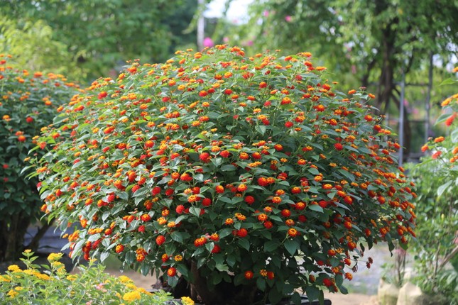 Loài hoa dại lên đời thành bonsai ngũ sắc tiền triệu hút khách dịp Tết - Ảnh 11.