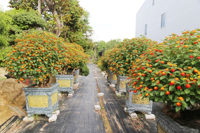 Loài hoa dại lên đời thành bonsai ngũ sắc tiền triệu hút khách dịp Tết - Ảnh 1.