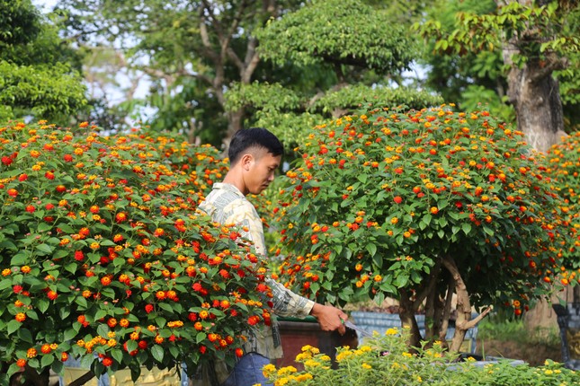 Loài hoa dại lên đời thành bonsai ngũ sắc tiền triệu hút khách dịp Tết - Ảnh 2.