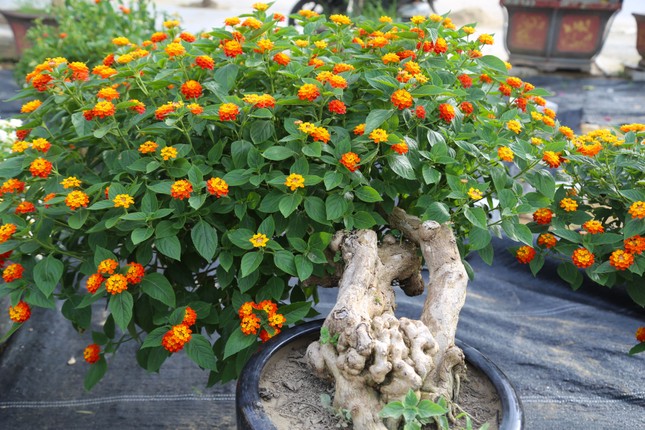 Loài hoa dại lên đời thành bonsai ngũ sắc tiền triệu hút khách dịp Tết - Ảnh 3.
