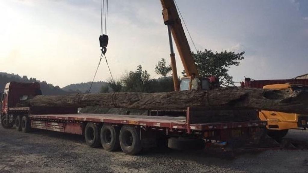 Người dân báo đào được cây gỗ “khủng” dài 27m, chuyên gia khẳng định đó là &quot;báu vật&quot; đáng giá hàng trăm tỷ đồng - Ảnh 2.