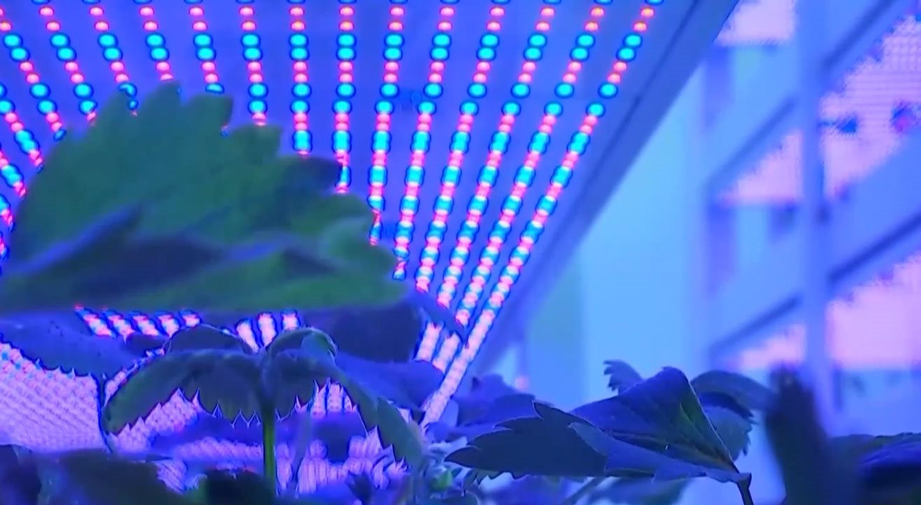 Cho robot đi…trồng rau, Trung Quốc lại gây ngỡ ngàng với trình độ công nghệ đỉnh cao khi ra mắt mô hình trang trại như ‘chung cư 20 tầng’ đầu tiên của thế giới - Ảnh 1.