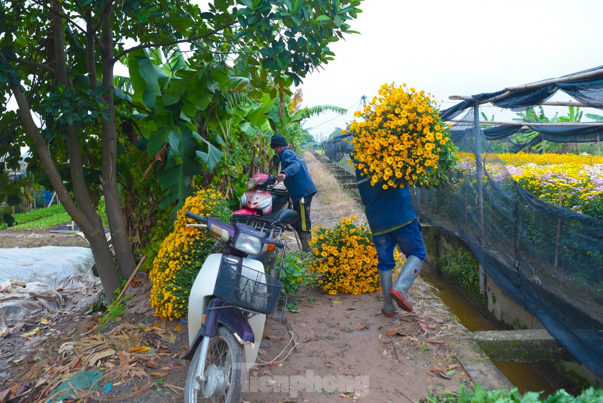 Làng hoa lâu đời nhất miền Bắc tất bật chuẩn bị vào vụ Tết - Ảnh 14.