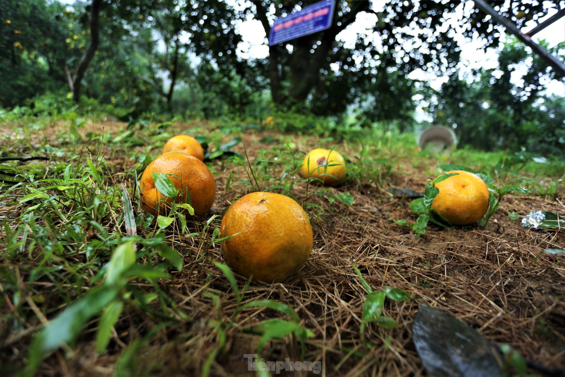 Chiêm ngưỡng vườn cam tiền tỷ sắp vào vụ Tết - Ảnh 17.