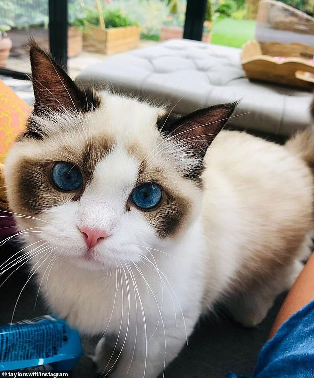 Blue-eyed pet cat "more precious than gold"  Taylor Swift's brand just appeared luxuriously on the magazine cover with its owner, with an estimated value of 2,400 billion VND - Photo 3.