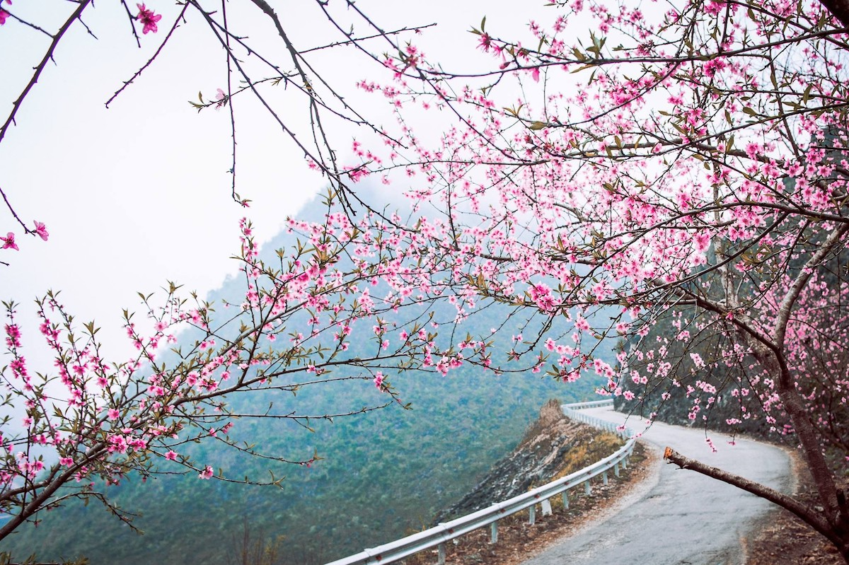 10 địa điểm ngắm hoa anh đào với thiên nhiên rộng lớn và phong cảnh hoa anh  đào tuyệt đẹp ở khu vực Kyushu