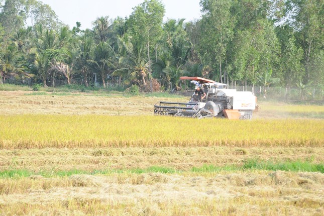 Vì sao xuất khẩu gạo giảm, giá lúa tăng vù vù? - Ảnh 1.