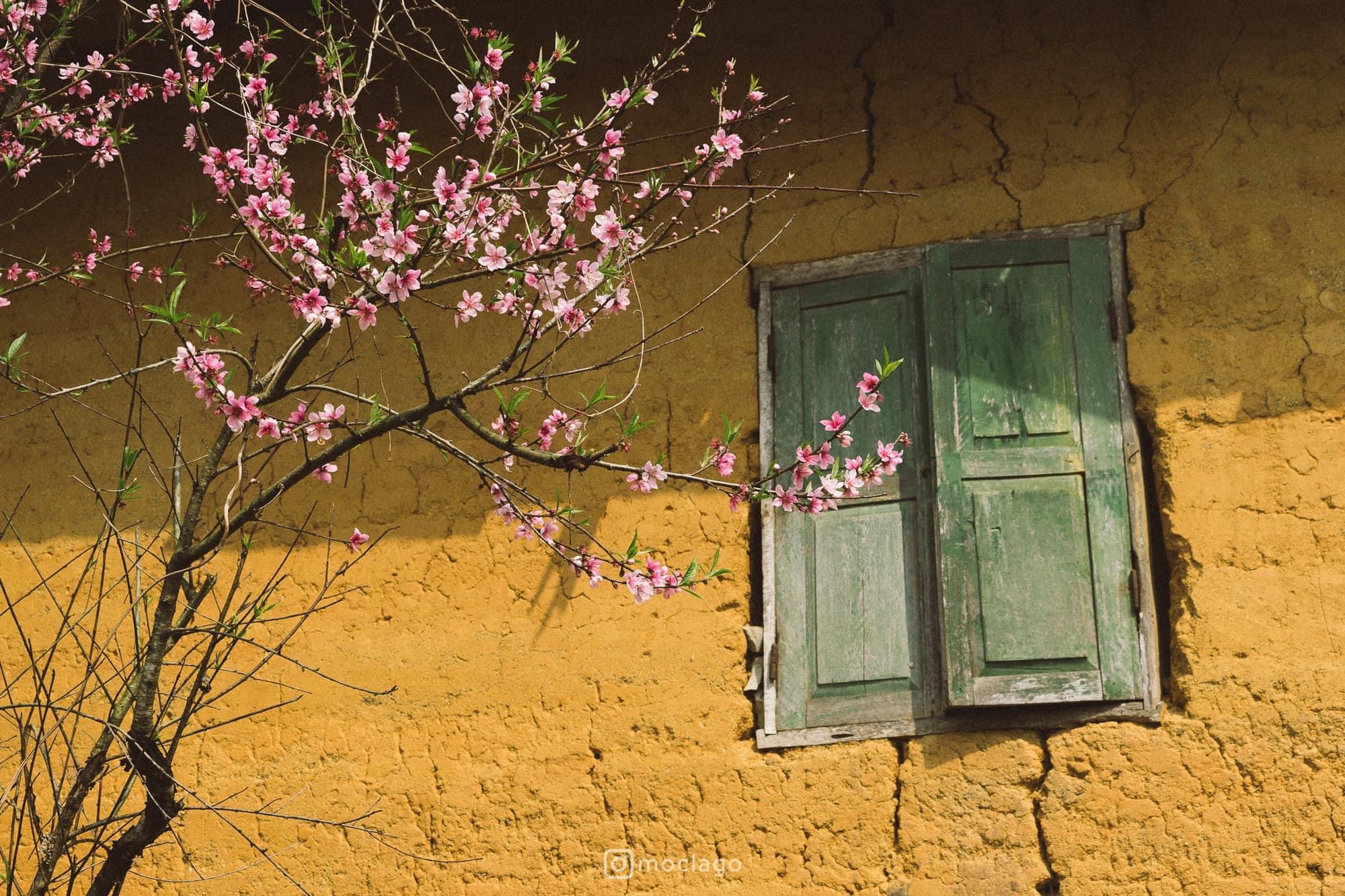 Hà Giang có muôn vàn tọa độ săn các loại hoa đào, toàn những địa điểm độc đáo khiến ai cũng muốn đến một lần - Ảnh 6.