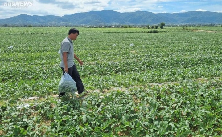 Kiếm bộn tiền nhờ bán dưa hấu non bỏ đi - Ảnh 9.