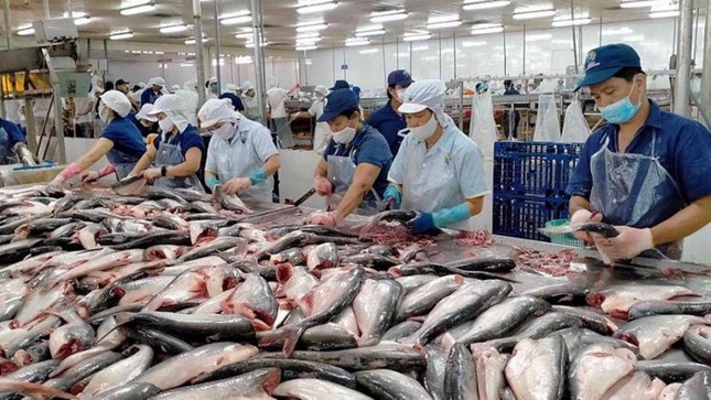 ‘Ngấm đòn’ lạm phát, doanh nghiệp xuất khẩu thủy sản tuột dốc mạnh - Ảnh 1. ‘Ngấm đòn’ lạm phát, doanh nghiệp xuất khẩu thủy sản tuột dốc mạnh - Ảnh 1.