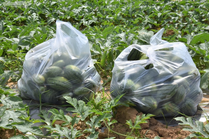 Kiếm bộn tiền nhờ bán dưa hấu non bỏ đi - Ảnh 8.