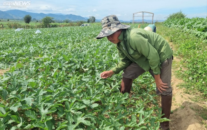 Kiếm bộn tiền nhờ bán dưa hấu non bỏ đi - Ảnh 7.