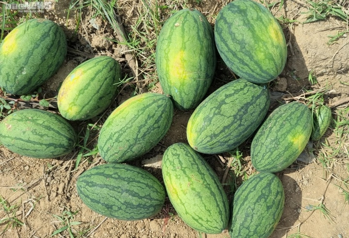 Kiếm bộn tiền nhờ bán dưa hấu non bỏ đi - Ảnh 6.