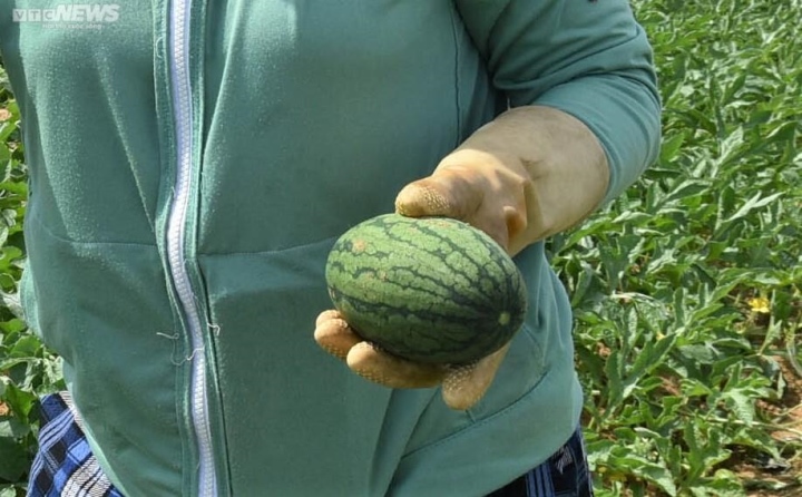 Kiếm bộn tiền nhờ bán dưa hấu non bỏ đi - Ảnh 5.