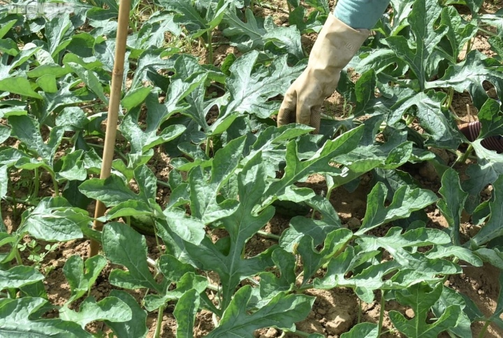 Kiếm bộn tiền nhờ bán dưa hấu non bỏ đi - Ảnh 4.