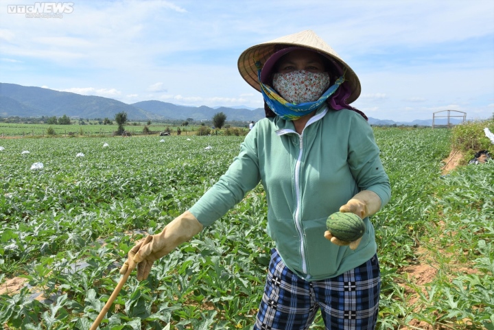 Kiếm bộn tiền nhờ bán dưa hấu non bỏ đi - Ảnh 3.