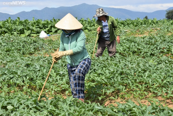 Kiếm bộn tiền nhờ bán dưa hấu non bỏ đi - Ảnh 2.