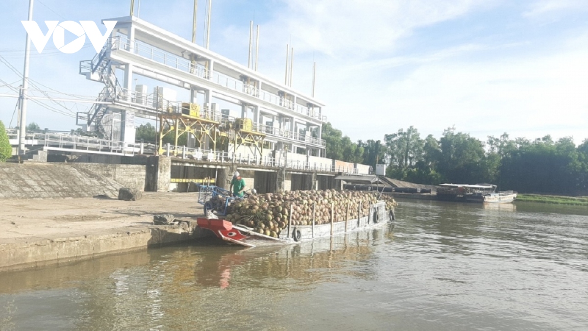 Trái dừa khô mất giá hơn 1 năm qua - Ảnh 1.