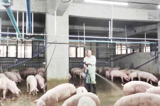 Bên trong toà nhà nuôi lợn sừng sững ở Trung Quốc - Ảnh 14.