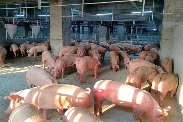Bên trong toà nhà nuôi lợn sừng sững ở Trung Quốc - Ảnh 5.