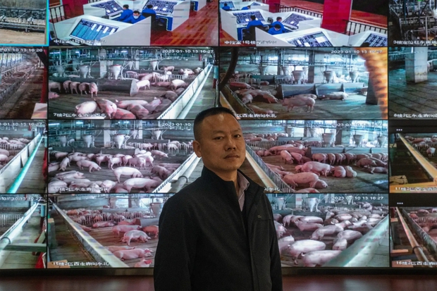 Bên trong toà nhà nuôi lợn sừng sững ở Trung Quốc - Ảnh 3.