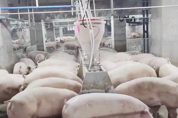 Bên trong toà nhà nuôi lợn sừng sững ở Trung Quốc - Ảnh 13.