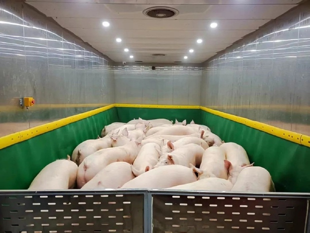 Bên trong toà nhà nuôi lợn sừng sững ở Trung Quốc - Ảnh 9.