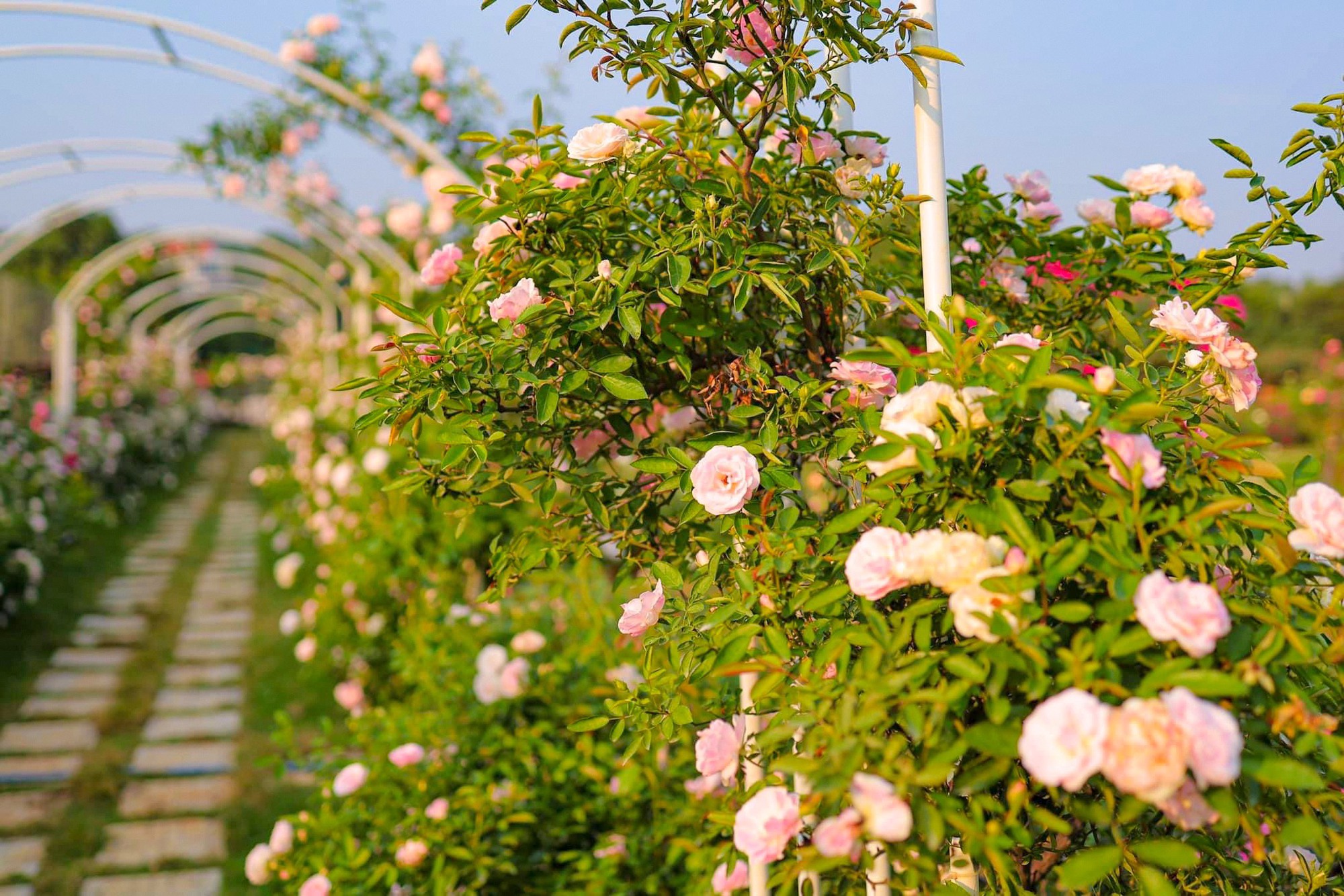 10 ý tưởng Tự làm vườn hoa đẹp Đơn giản và hiệu quả