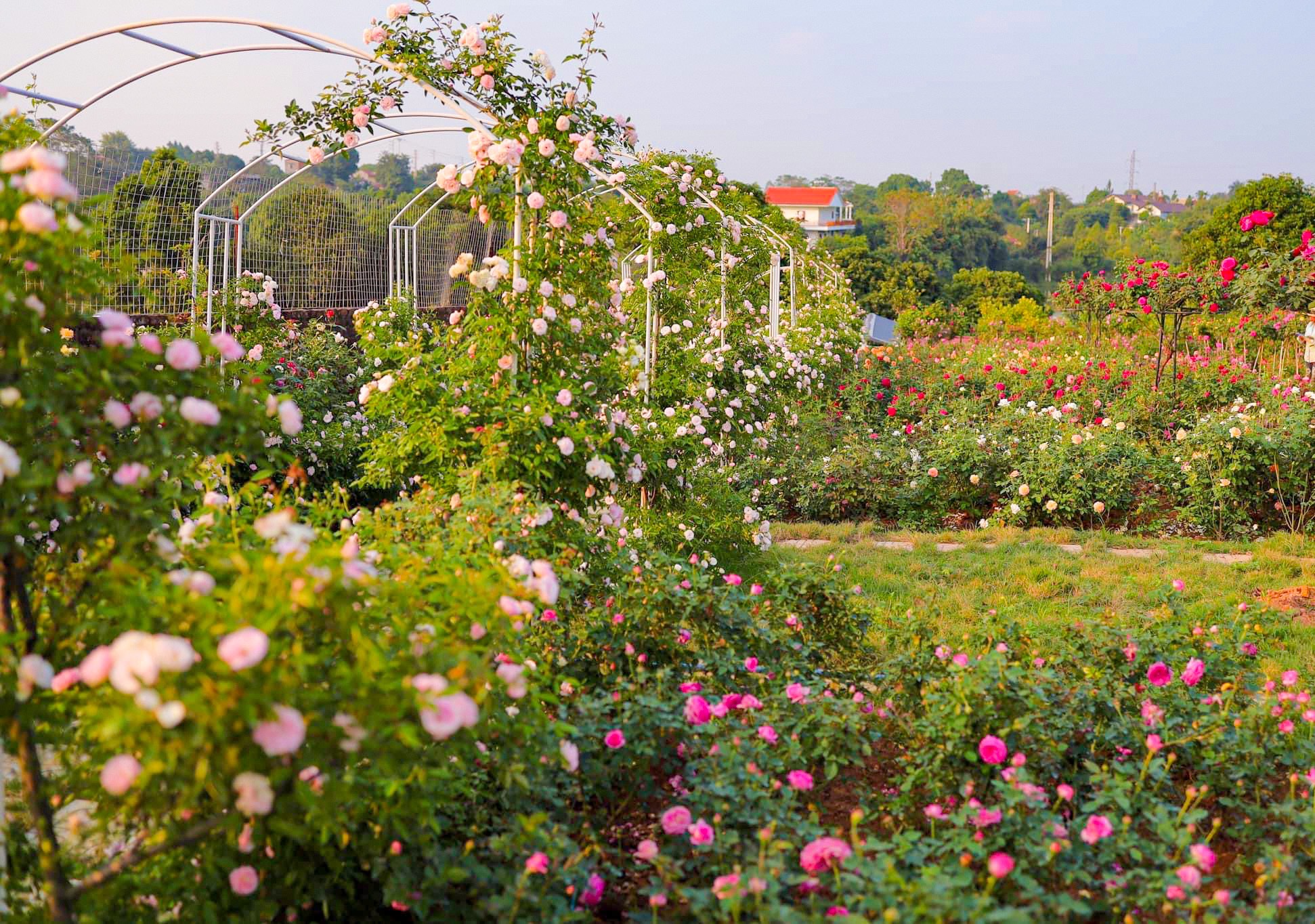 Top 15 Loại Hoa Đẹp Và Dễ Trồng Nhất Cho Sân Vườn