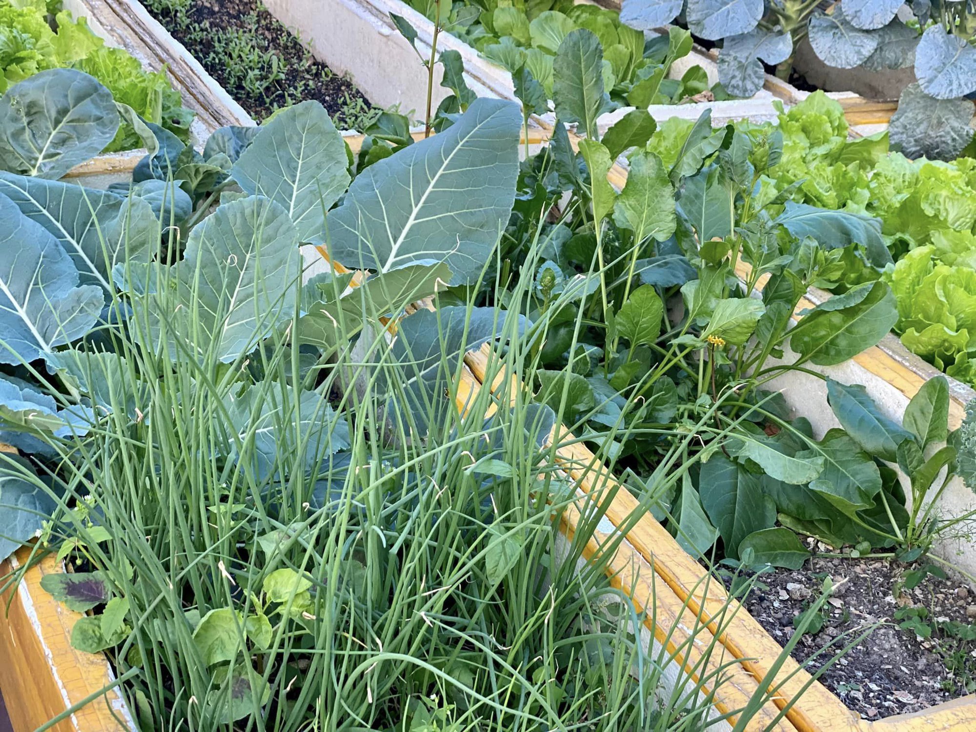 Khu vườn sân thượng ngập tràn rau quả xanh mướt mắt ở Hải Phòng - Ảnh 5.