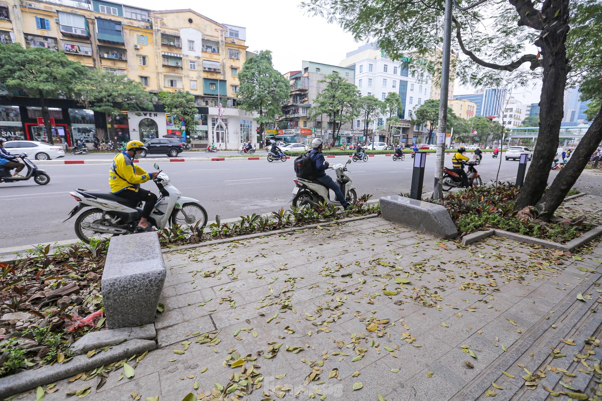 Cận cảnh hàng ghế đá dưới cây hoa sữa cổ thụ trên đường đẹp nhất Hà Nội - Ảnh 4.