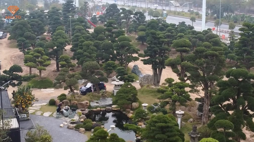 Bên trong vườn tùng la hán 11.000 m2 tại Hà Nội: 3.000 cây đưa về từ Nhật Bản, có cây 700 tuổi khiến người Nhật tiếc nuối - Ảnh 1.