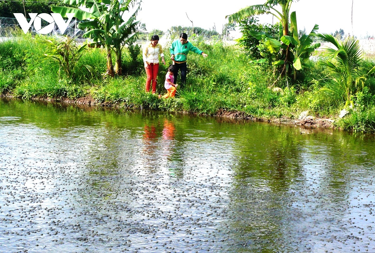 Cá kèo thương phẩm tăng giá kỷ lục, cá giống hiếm nguồn cung - Ảnh 2.