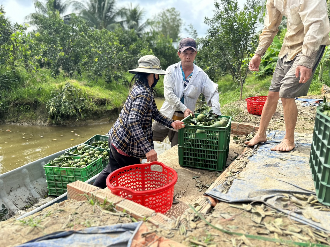 Cam sành rớt giá còn 1.000 đồng/kg, người trẻ ở TP.HCM trắng đêm giải cứu giúp bà con miền Tây - Ảnh 12.