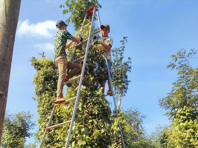 Farmers are incensed because of pepper - Photo 1.