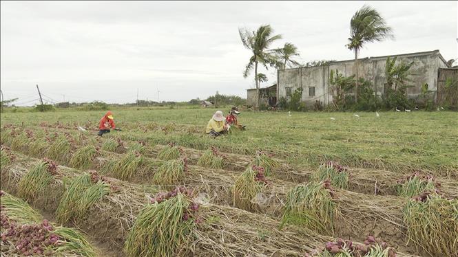 Hành tím Sóc Trăng trúng mùa, được giá - Ảnh 1.