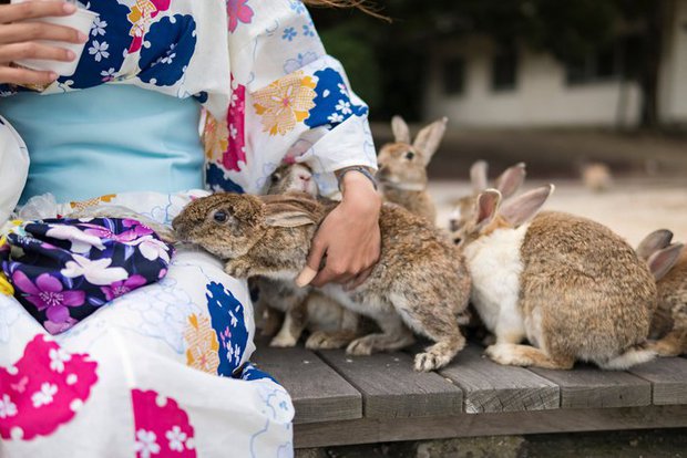  Gần nghìn con thỏ ở Nhật đối diện nguy cơ bị xóa sổ chỉ vì một việc làm của du khách - Ảnh 2.
