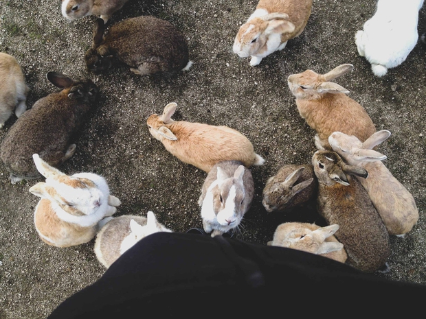  Gần nghìn con thỏ ở Nhật đối diện nguy cơ bị xóa sổ chỉ vì một việc làm của du khách - Ảnh 1.