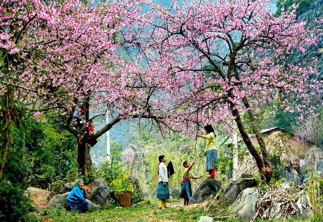5 địa danh tuyệt đẹp ở Việt Nam vào mùa xuân: Hãy xách balo lên và đi để không bỏ lỡ! - Ảnh 1.