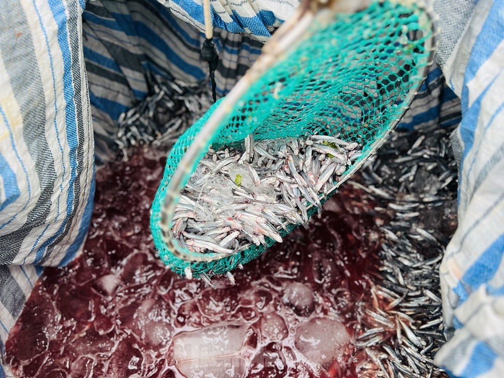 Một đêm ra khơi ngư dân Quảng Ngãi sắm được... 1 chỉ vàng - Ảnh 12.